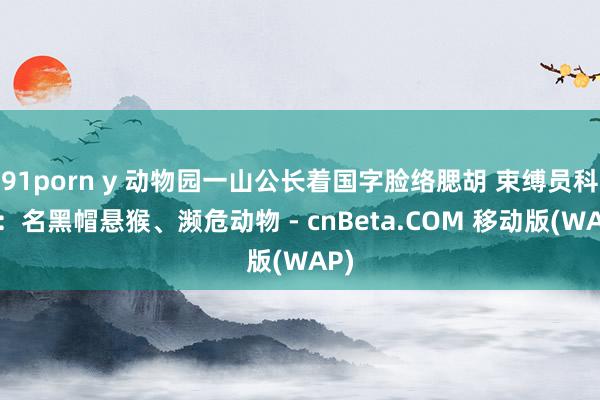 91porn y 动物园一山公长着国字脸络腮胡 束缚员科普：名黑帽悬猴、濒危动物 - cnBeta.COM 移动版(WAP)